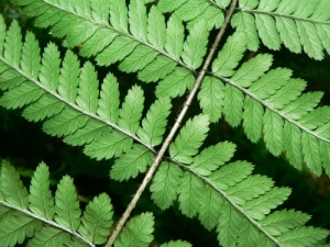 Mathieu MENAND, le 22 juin 2008 (Arbas)