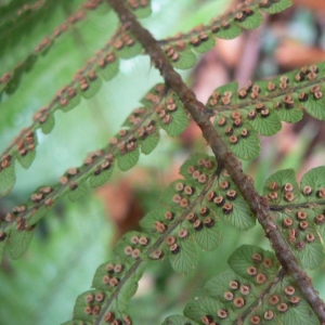 Photographie n°21448 du taxon Dryopteris affinis (Lowe) Fraser-Jenk. [1979]