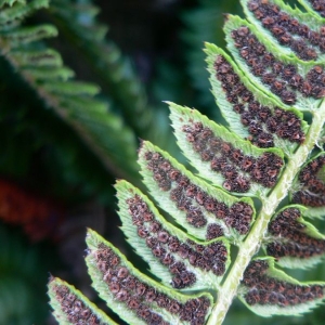 Photographie n°21450 du taxon Polystichum lonchitis (L.) Roth [1799]