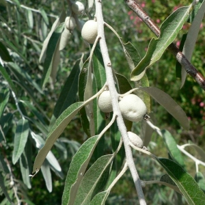 Photographie n°21459 du taxon Elaeagnus angustifolia L. [1753]