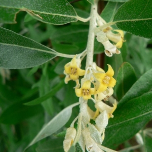 Photographie n°21460 du taxon Elaeagnus angustifolia L. [1753]