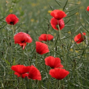 Photographie n°21464 du taxon Papaver rhoeas L.