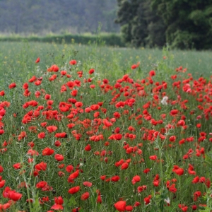 Photographie n°21465 du taxon Papaver rhoeas L.