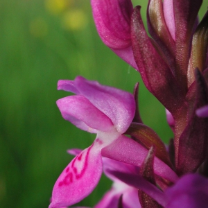 Orchis elata subsp. ambigua Martrin-Donos ex Soó (Dactylorhize d'Occitanie)