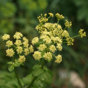 Photographie n°21511 du taxon Smyrnium olusatrum L. [1753]