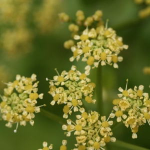 Smyrnium olusatrum L. (Maceron)