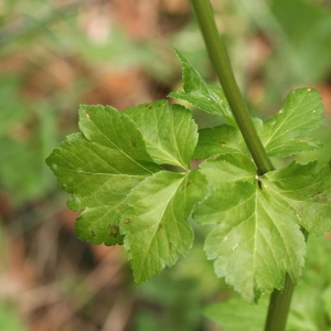 Photographie n°21513 du taxon Smyrnium olusatrum L. [1753]