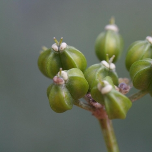 Photographie n°21514 du taxon Smyrnium olusatrum L. [1753]