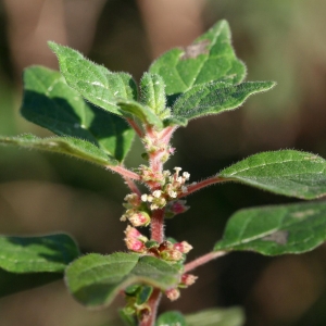 Photographie n°21515 du taxon Parietaria judaica L.