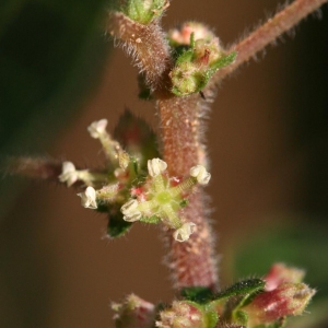 Parietaria vulgaris Hill (Pariétaire couchée)