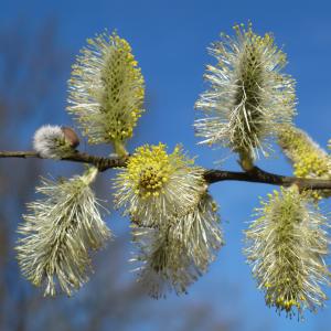 Photographie n°21517 du taxon Salix caprea L. [1753]