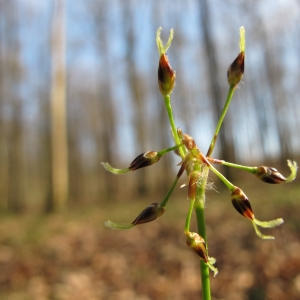 Juncus pilosus subsp. albus Ehrh. (Luzule de printemps)