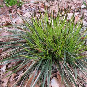  - Carex umbrosa Host [1801]