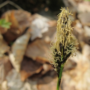 Carex umbrosa Host (Laiche à racines nombreuses)