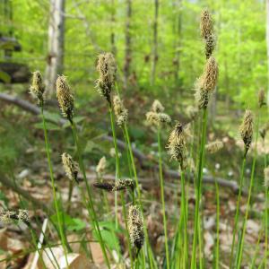  - Carex umbrosa Host [1801]