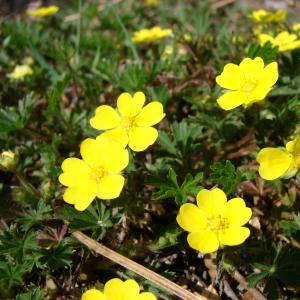 Photographie n°21525 du taxon Potentilla neumanniana Rchb. [1832]