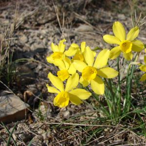 Photographie n°21526 du taxon Narcissus assoanus Dufour [1830]