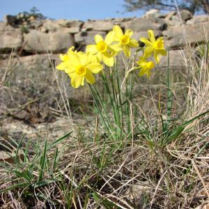 Photographie n°21527 du taxon Narcissus assoanus Dufour [1830]