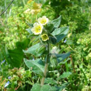 Photographie n°21531 du taxon Nonea lutea (Desr.) DC. [1846]