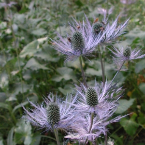 Photographie n°21535 du taxon Eryngium alpinum L. [1753]