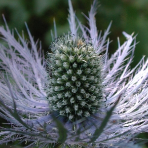 Photographie n°21536 du taxon Eryngium alpinum L. [1753]