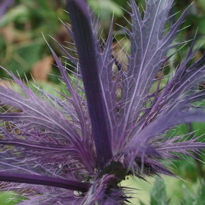 Photographie n°21537 du taxon Eryngium alpinum L. [1753]