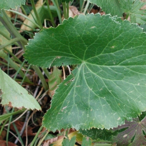 Photographie n°21538 du taxon Eryngium alpinum L. [1753]