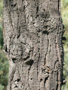 Pierre Bonnet, le 20 mars 2011 (Palavas-les-Flots)