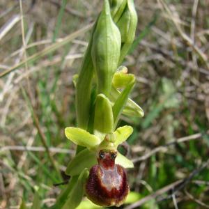 Photographie n°21562 du taxon Ophrys exaltata subsp. marzuola Geniez, Melki & R.Soca [2002]