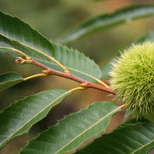 Photographie n°21565 du taxon Castanea sativa Mill.