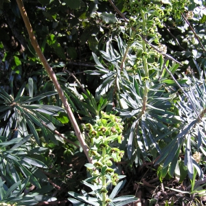 Photographie n°21566 du taxon Euphorbia characias L.