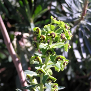 Photographie n°21567 du taxon Euphorbia characias L.