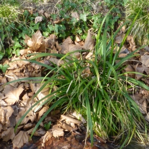 Photographie n°21581 du taxon Carex pendula Huds. [1762]