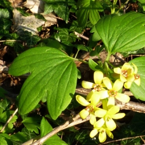 Ribes aureum Pursh