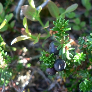 Photographie n°21594 du taxon Empetrum nigrum L. [1753]