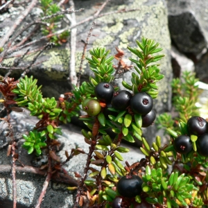 Empetrum nigrum L. (Camarine noire)