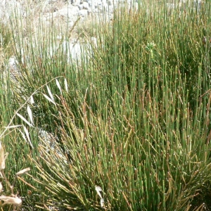 Photographie n°21597 du taxon Ephedra nebrodensis Tineo [1844]