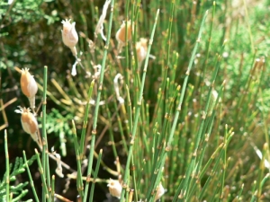 Mathieu MENAND, le 11 juin 2009 (Robion)