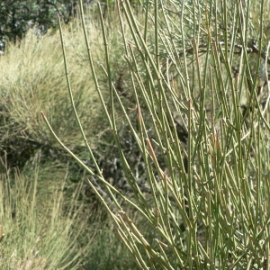 Photographie n°21600 du taxon Ephedra nebrodensis Tineo [1844]