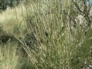 Mathieu MENAND, le  6 mai 2009 (Espagne)