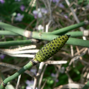 Photographie n°21605 du taxon Equisetum ramosissimum Desf. [1799]