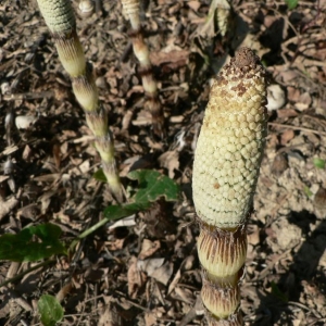 Photographie n°21608 du taxon Equisetum telmateia Ehrh. [1783]