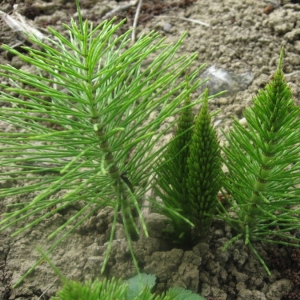 Photographie n°21609 du taxon Equisetum arvense L. [1753]