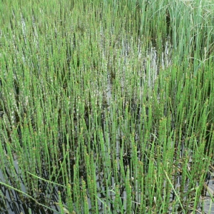 Photographie n°21610 du taxon Equisetum fluviatile L. [1753]