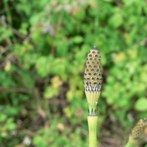 Photographie n°21616 du taxon Equisetum ramosissimum Desf. [1799]