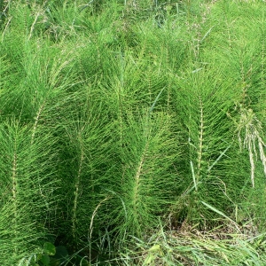 Photographie n°21617 du taxon Equisetum telmateia Ehrh. [1783]