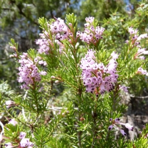 Photographie n°21623 du taxon Erica multiflora L. [1753]