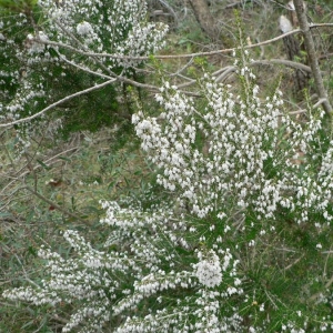 Photographie n°21629 du taxon Erica arborea L. [1753]