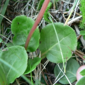 Photographie n°21641 du taxon Pyrola minor L.