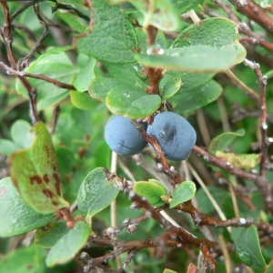 Photographie n°21646 du taxon Vaccinium uliginosum L. [1753]